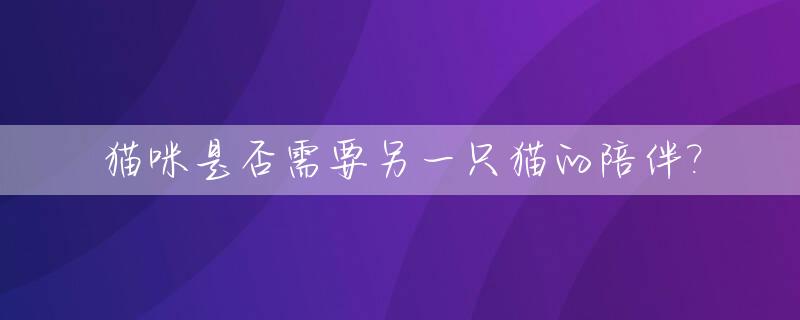 猫咪是否需要另一只猫的陪伴?