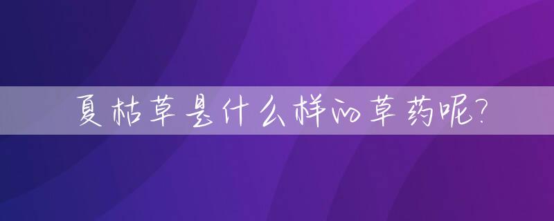 夏枯草是什么样的草药呢?_夏枯草是什么样的植物