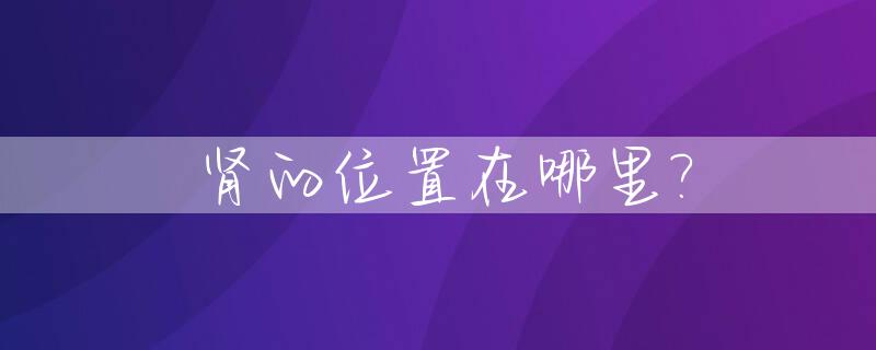肾的位置在哪里?_女人肾的位置在哪里