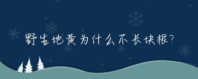 野生地黄为什么不长块根?_野生地黄不挖第二年还有吗